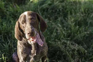 Spanish Pointer